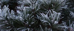 Preview wallpaper spruce, needles, frost, macro