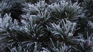 Preview wallpaper spruce, needles, frost, macro