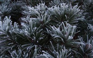 Preview wallpaper spruce, needles, frost, macro