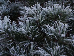Preview wallpaper spruce, needles, frost, macro