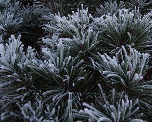 Preview wallpaper spruce, needles, frost, macro