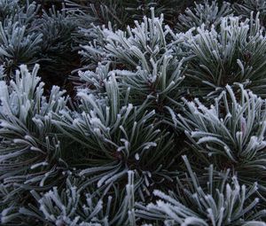 Preview wallpaper spruce, needles, frost, macro