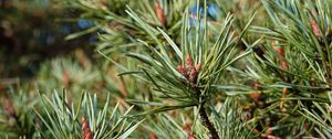 Preview wallpaper spruce, needles, green, macro