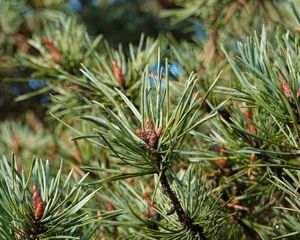 Preview wallpaper spruce, needles, green, macro