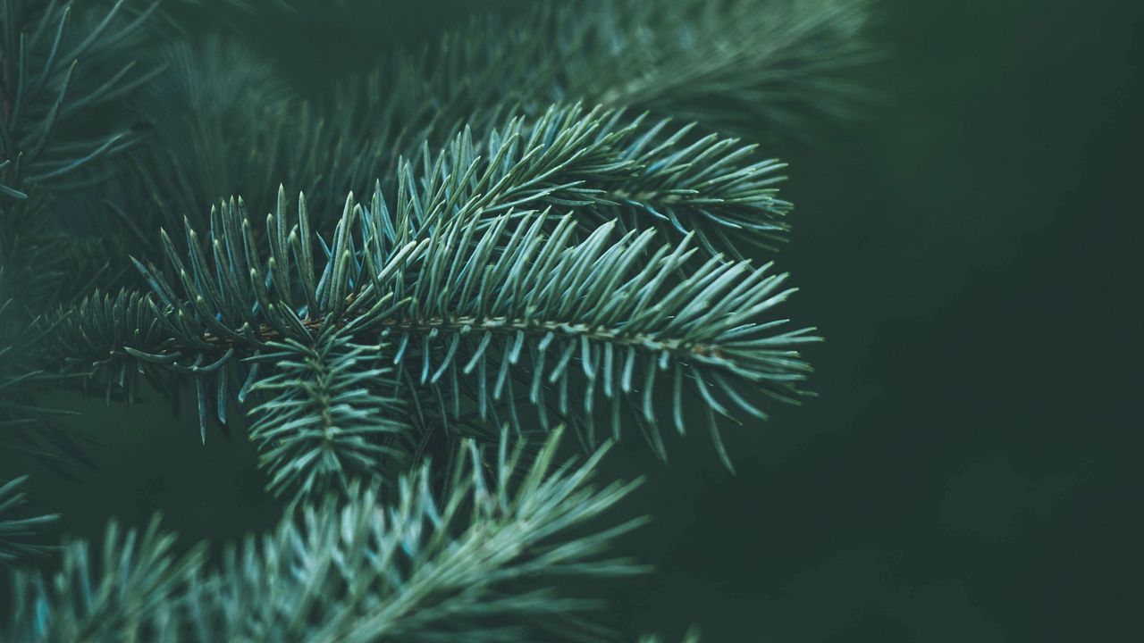 Wallpaper spruce, needles, macro, branch