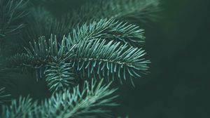 Preview wallpaper spruce, needles, macro, branch