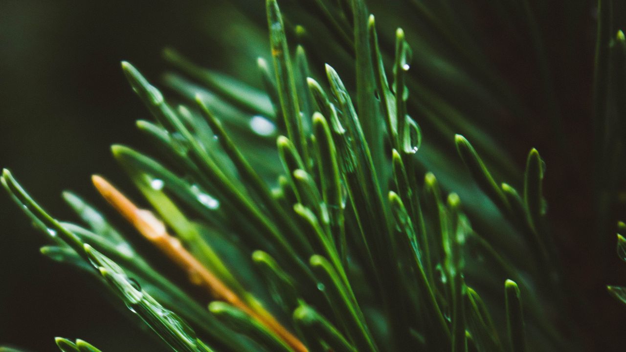 Wallpaper spruce, needles, macro, drops