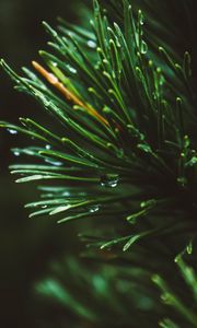 Preview wallpaper spruce, needles, macro, drops