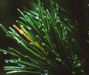 Preview wallpaper spruce, needles, macro, drops