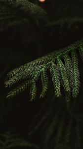 Preview wallpaper spruce, needles, macro, branch, tree