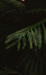 Preview wallpaper spruce, needles, macro, branch, tree