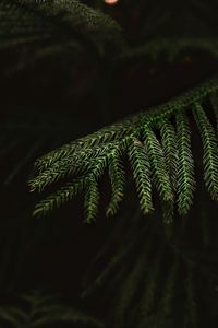Preview wallpaper spruce, needles, macro, branch, tree