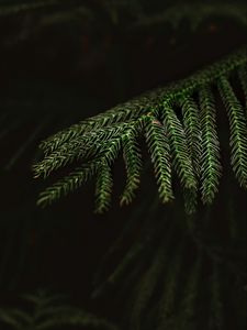 Preview wallpaper spruce, needles, macro, branch, tree