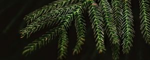 Preview wallpaper spruce, needles, macro, branch, tree