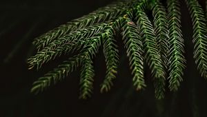 Preview wallpaper spruce, needles, macro, branch, tree