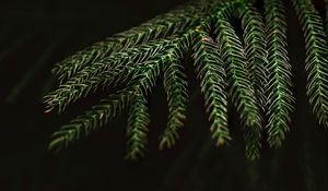 Preview wallpaper spruce, needles, macro, branch, tree
