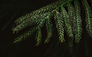 Preview wallpaper spruce, needles, macro, branch, tree