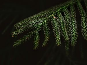 Preview wallpaper spruce, needles, macro, branch, tree