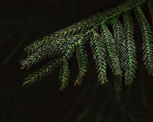 Preview wallpaper spruce, needles, macro, branch, tree