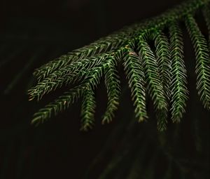 Preview wallpaper spruce, needles, macro, branch, tree