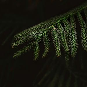 Preview wallpaper spruce, needles, macro, branch, tree
