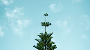 Preview wallpaper spruce, needles, tree