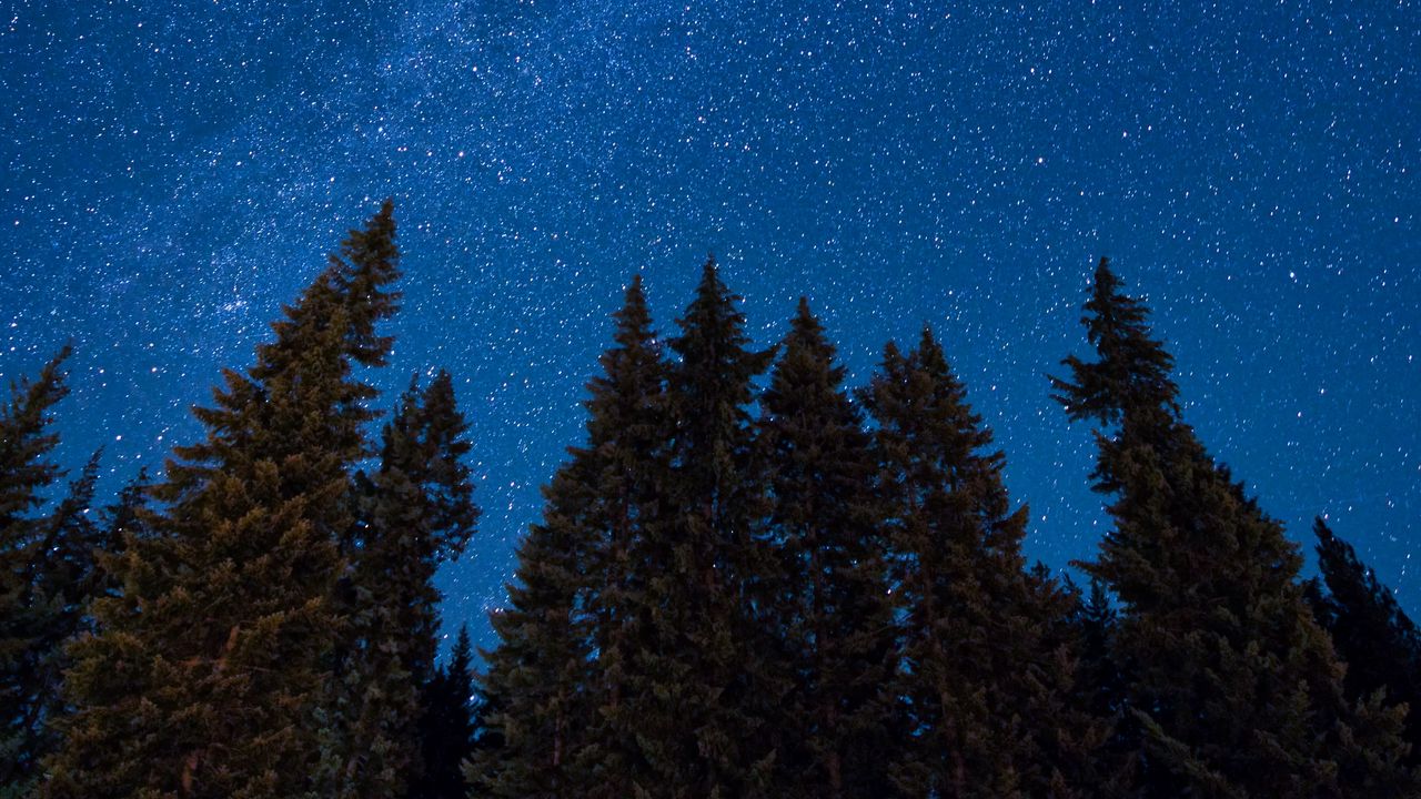 Wallpaper spruce, night, starry sky, stars, nebula