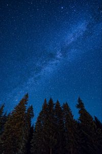 Preview wallpaper spruce, night, starry sky, stars, nebula