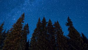 Preview wallpaper spruce, night, starry sky, stars, nebula