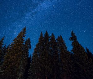 Preview wallpaper spruce, night, starry sky, stars, nebula