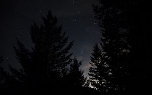 Preview wallpaper spruce, night, stars, starry sky