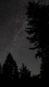 Preview wallpaper spruce, night, stars, starry sky, silhouette