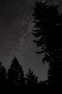 Preview wallpaper spruce, night, stars, starry sky, silhouette