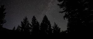 Preview wallpaper spruce, night, stars, starry sky, silhouette