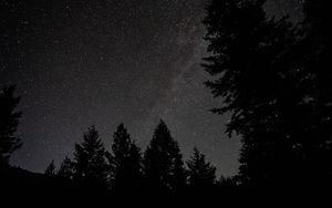 Preview wallpaper spruce, night, stars, starry sky, silhouette