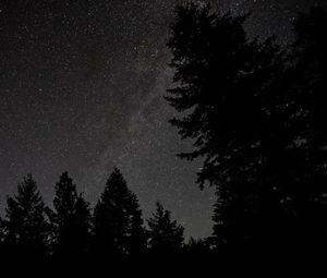 Preview wallpaper spruce, night, stars, starry sky, silhouette