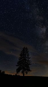 Preview wallpaper spruce, night, tree, stars, starry sky