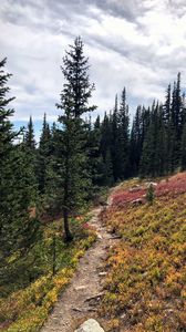 Preview wallpaper spruce, path, trees, forest