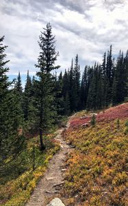Preview wallpaper spruce, path, trees, forest