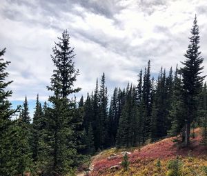 Preview wallpaper spruce, path, trees, forest