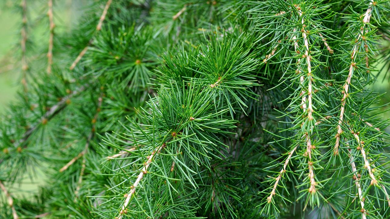 Wallpaper spruce, pine, branches, needles