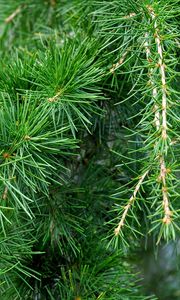 Preview wallpaper spruce, pine, branches, needles