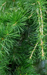 Preview wallpaper spruce, pine, branches, needles