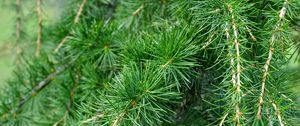 Preview wallpaper spruce, pine, branches, needles