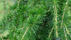 Preview wallpaper spruce, pine, branches, needles