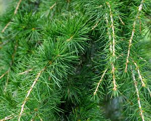 Preview wallpaper spruce, pine, branches, needles