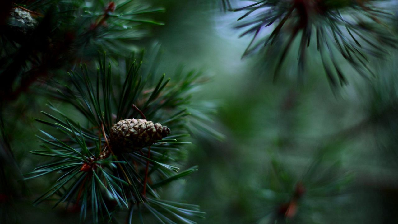 Wallpaper spruce, pine cones, needles