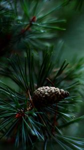 Preview wallpaper spruce, pine cones, needles