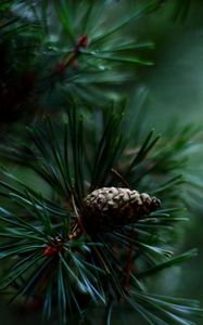 Preview wallpaper spruce, pine cones, needles