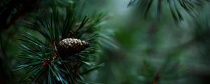 Preview wallpaper spruce, pine cones, needles